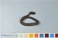 藏品(菊池氏龜殼花)的圖片